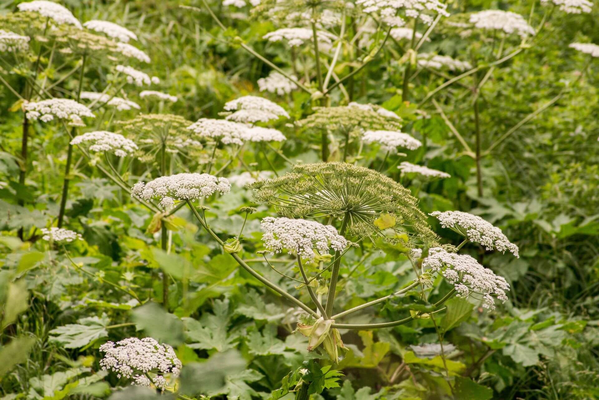 Barszcz Sosnowskiego na łące
